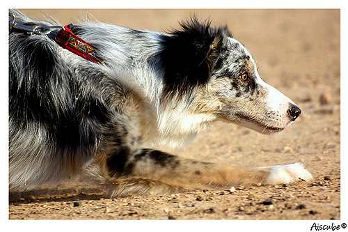 Ibex: Análisis técnico 14 diciembre 2017 2747276457 307d8eed39 Z Compressed