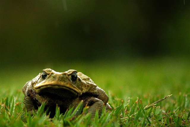 Ibex: Análisis técnico 11 diciembre 2017 6253144453 5758fd6b28 Z Compressed